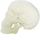 Cranio Branco com Mandibula Movel Plastico
