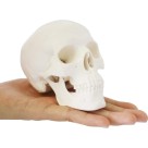 Cranio Branco com Mandibula Movel Plastico