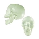 Cranio Plastico Neon Brilha no Escuro com 20cm