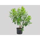 Vaso de Plantio P24 Preto Plástico Resistente para Jardins, Hortas e Paisagismo