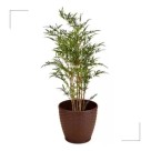 Vaso Rattan Médio Redondo Coffee Elegância e Resistência para Plantas