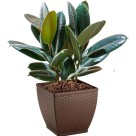 Vaso Cachepô Rattan Quadrado Coffee Compacto e Elegante para Plantas Pequenas
