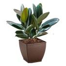 Vaso Cachepô Rattan Pequeno Quadrado 14,5cm Coffee – Decoração Sofisticada para Casa e Jardim