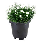 Vaso Redondo M Preto 4,7L Injeplastec – Jardim e Decoração
