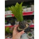 Planta Artificial Samambaia 23cm – Decoração Compacta e Realista p/ Ambientes